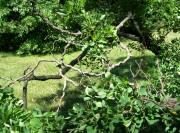 Corkscrew Black Locust