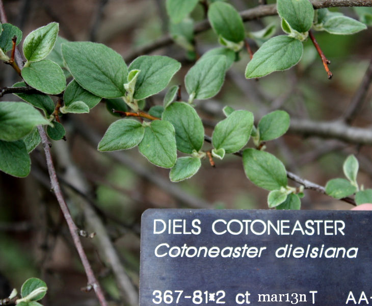 Diels Cotoneaster foliage