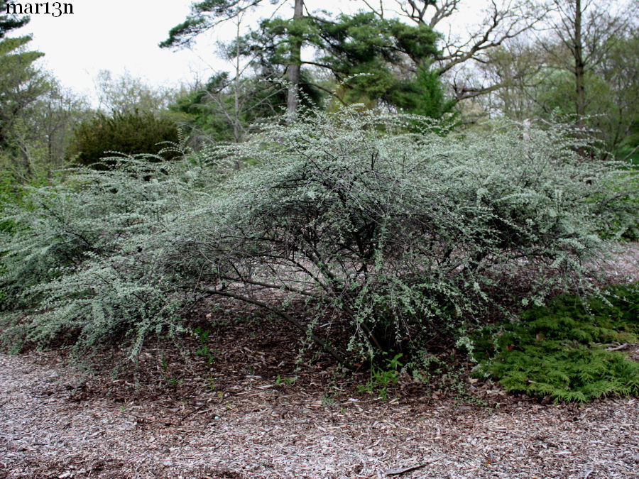 Diels Cotoneaster specimen