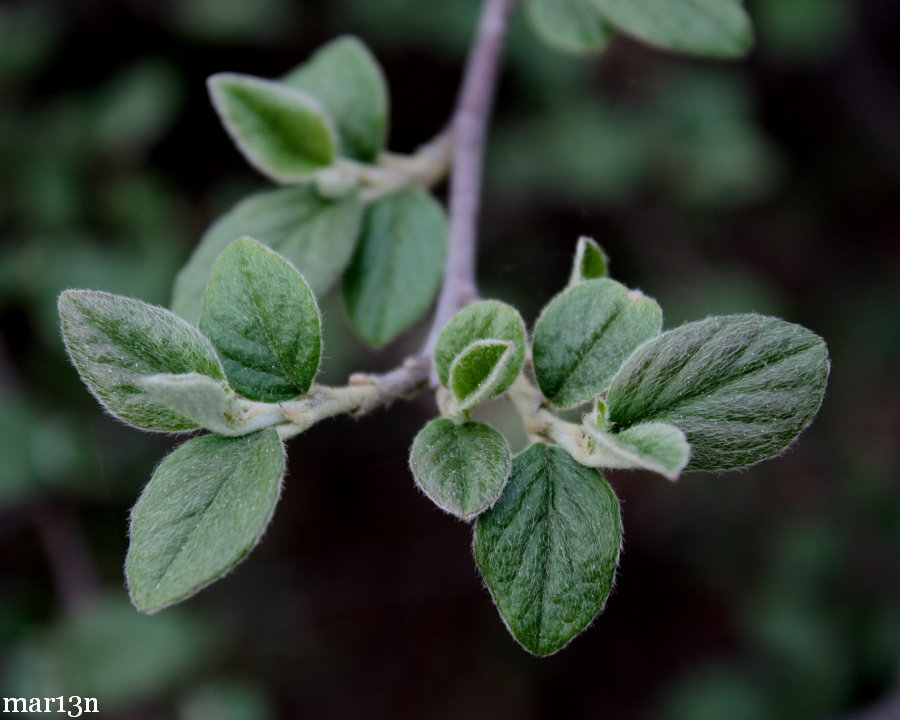 Diels Cotoneaster leaflets