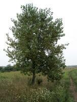 Eastern Cottonwood Tree