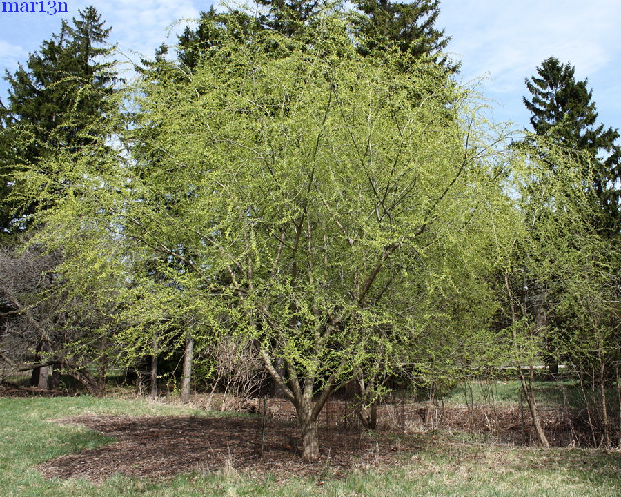 crack willow tree