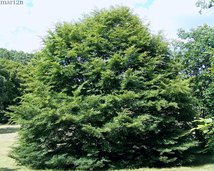 Cut-leaved European Beech