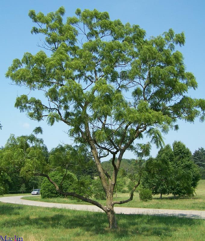 Cutleaf Black Walnut