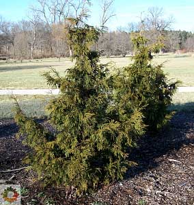 Nordic Spireâ„¢ Arborvitae - Thuja 'Rebild'