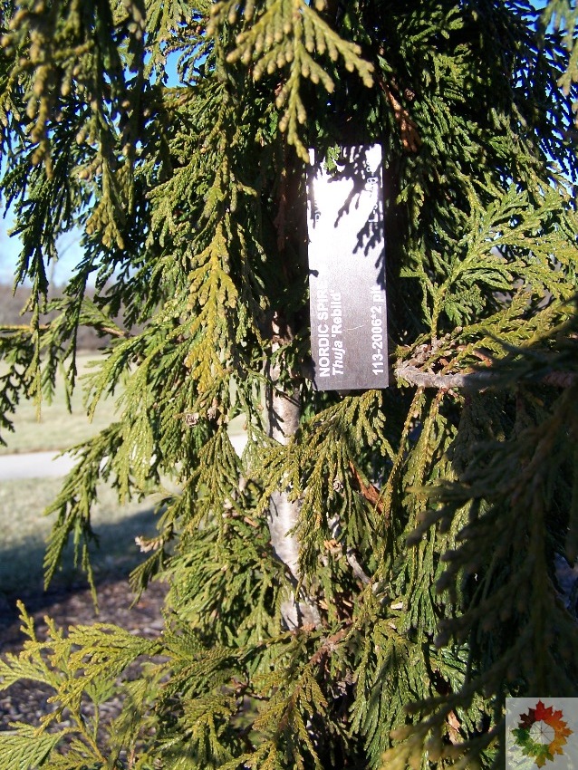 Nordic Spire Arborvitae