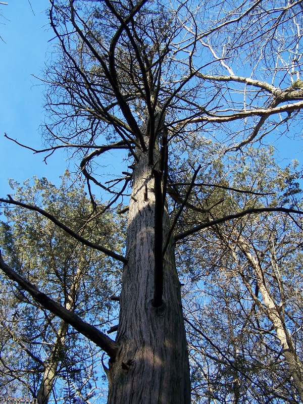 Atlantic White-Cedar