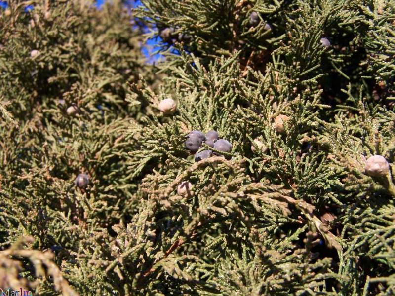 Ames Juniper - Juniperus chinensis 'Ames' 