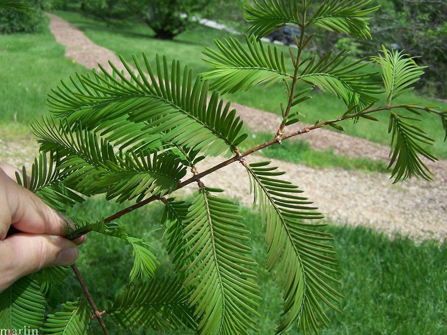 Dawn-Redwood foliage