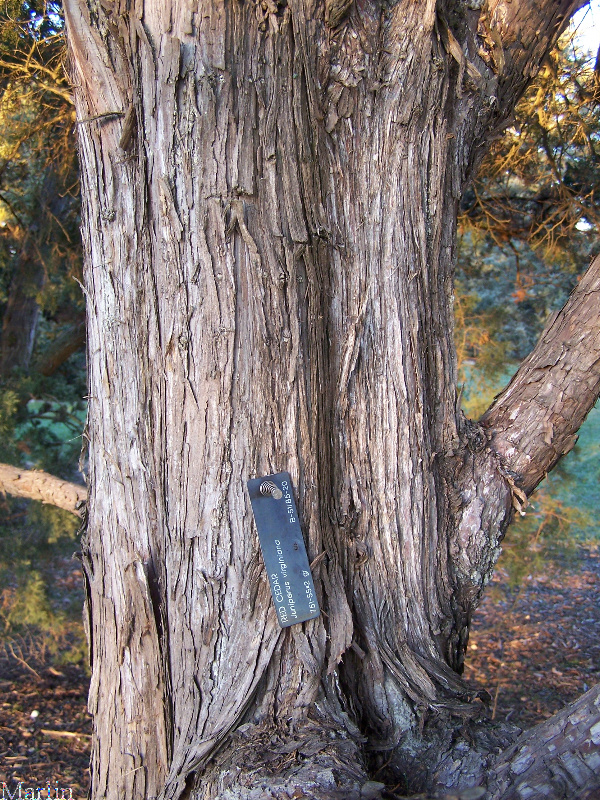 Eastern Red Cedar Bark
