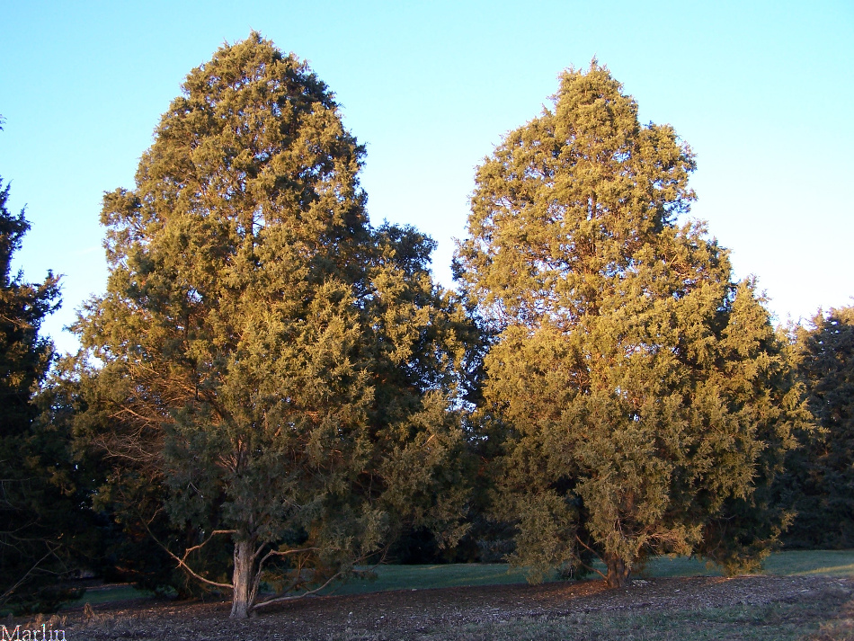 Eastern Red Cedar