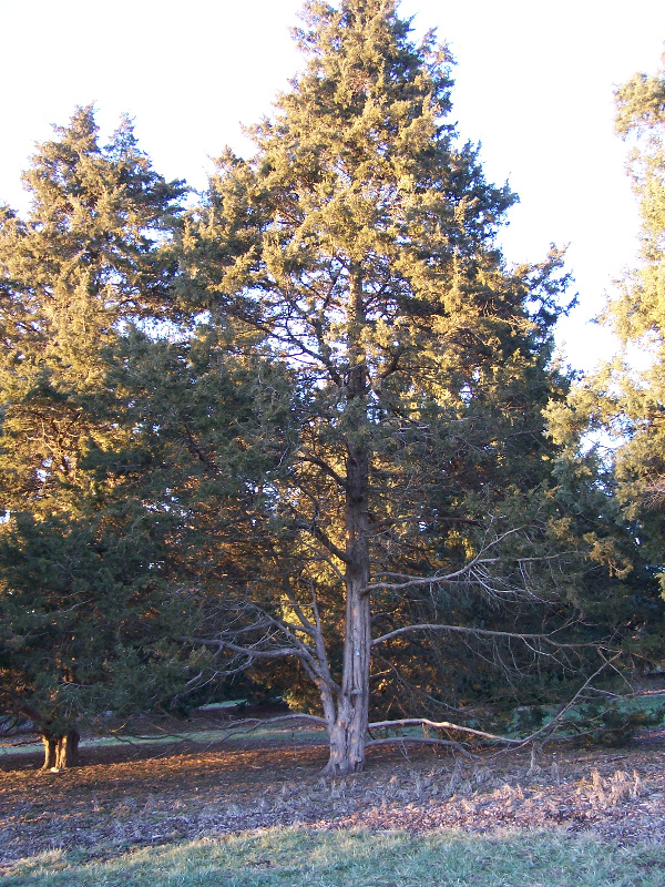 Eastern Red Cedar