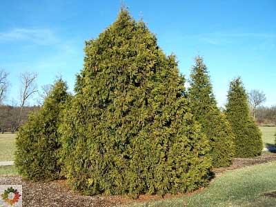 Elegant Giant Arborvitae Thuja plicata 'Elegantissima' 
