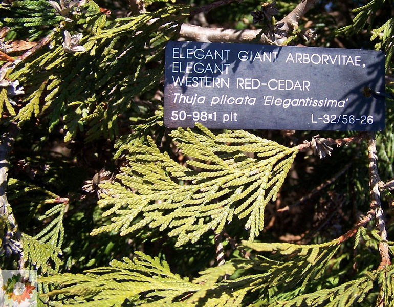 thuja elegantissima