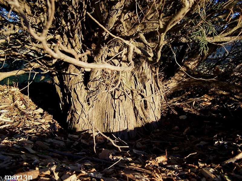 Swedish Juniper bark