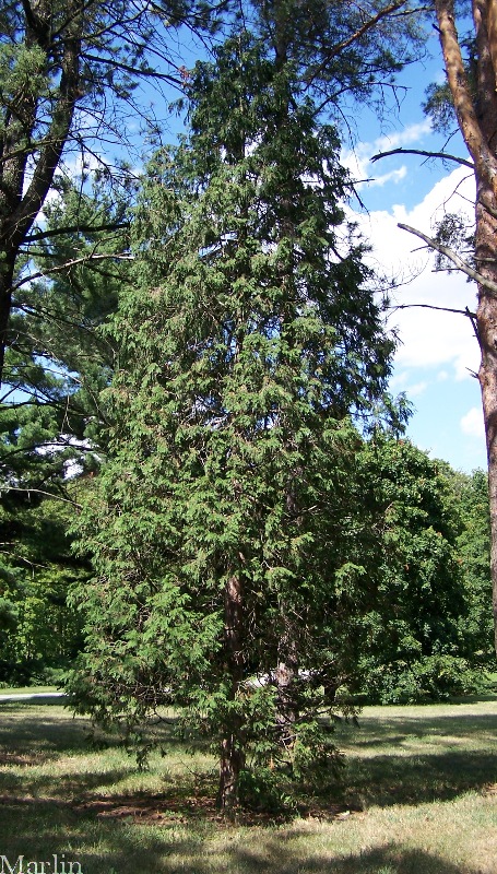 Port Orford Cypress