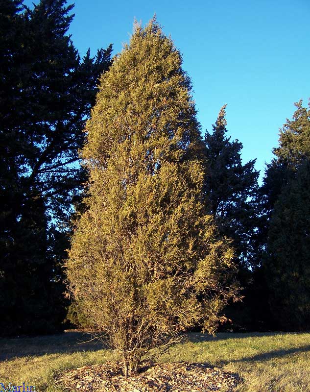 Rocky Mountain Juniper