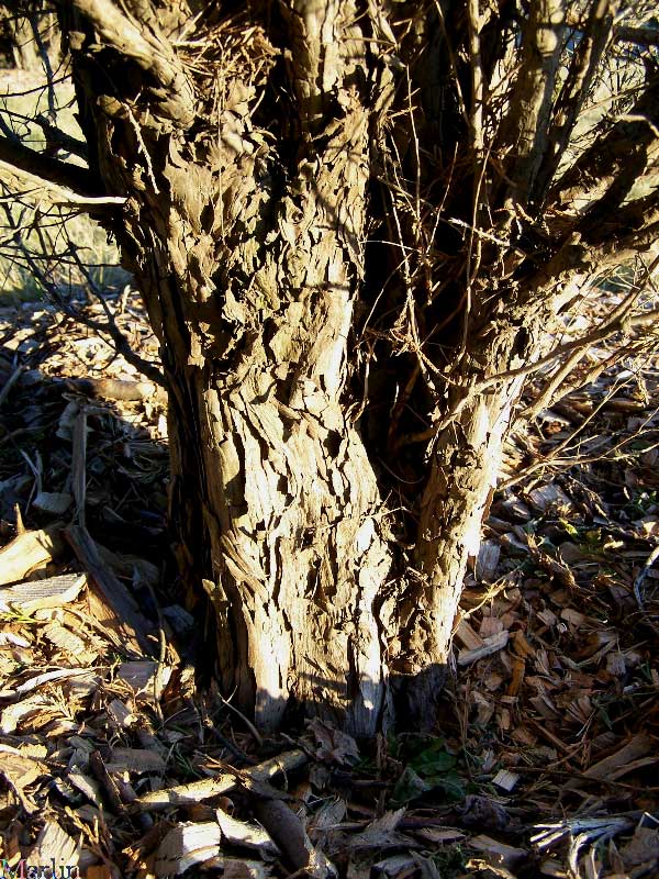 juniper bark