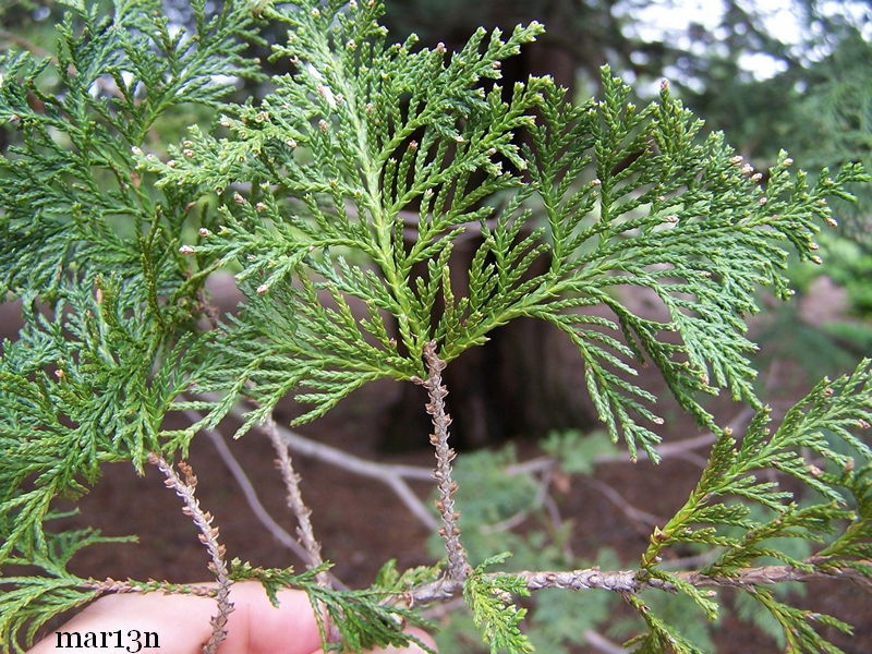 Sawara Cypress Foliage