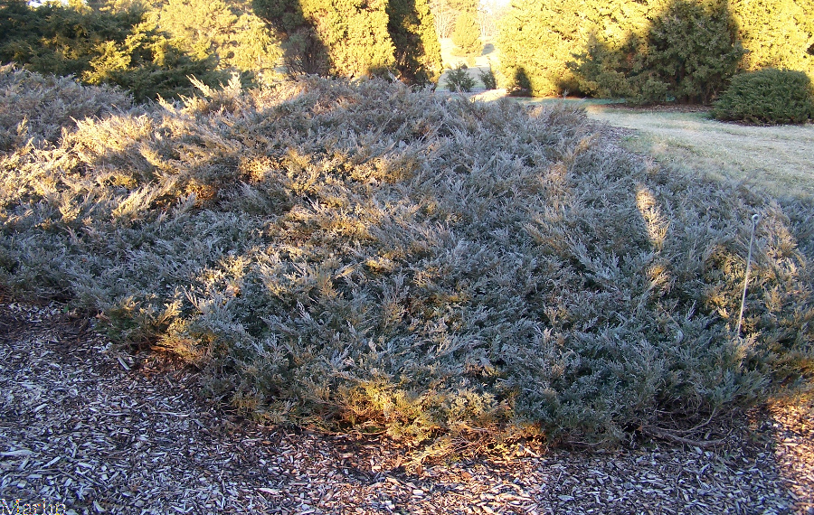 Silver King Juniper