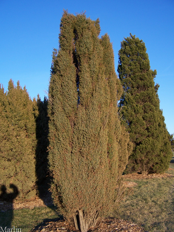 Swedish Juniper