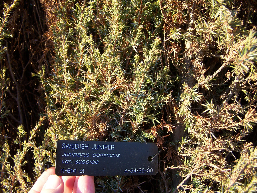 Swedish Juniper foliage
