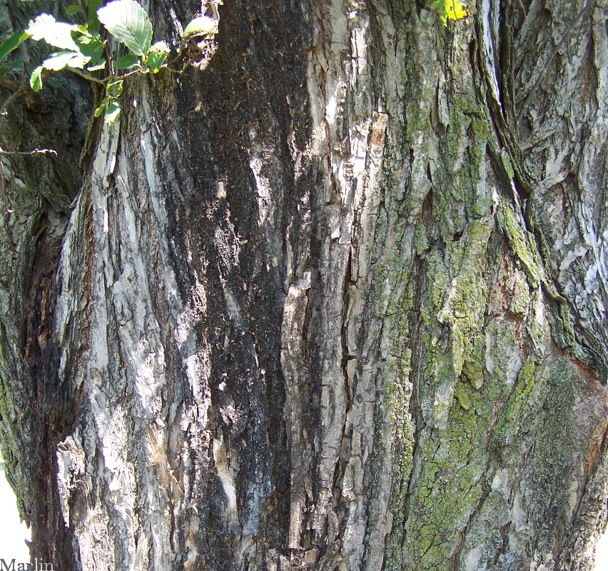 Elm Bark