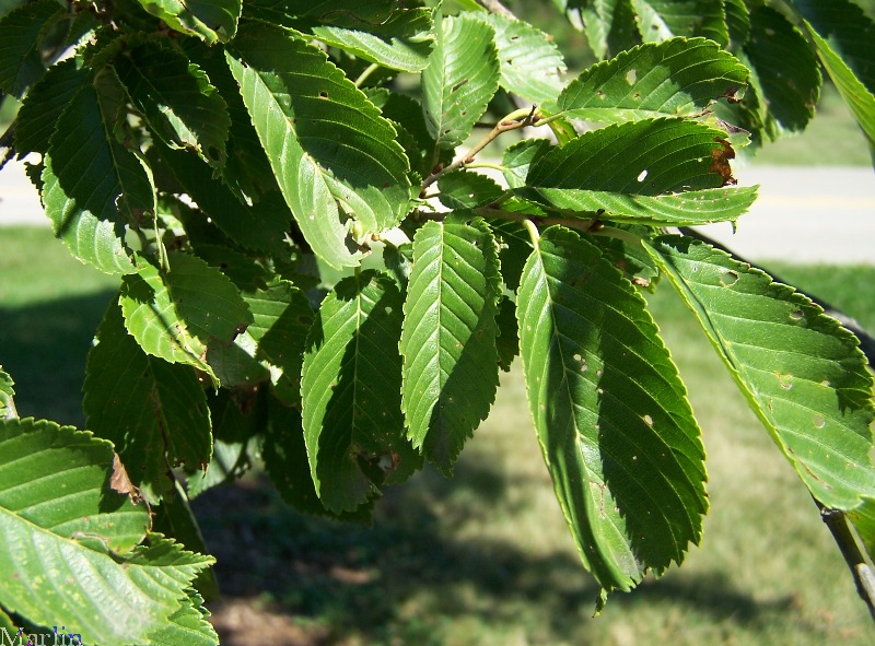 David Elm Foliage