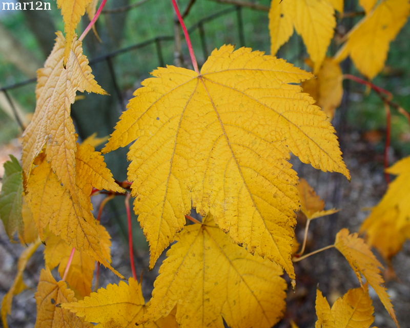 Deep-Veined Maple Foliage