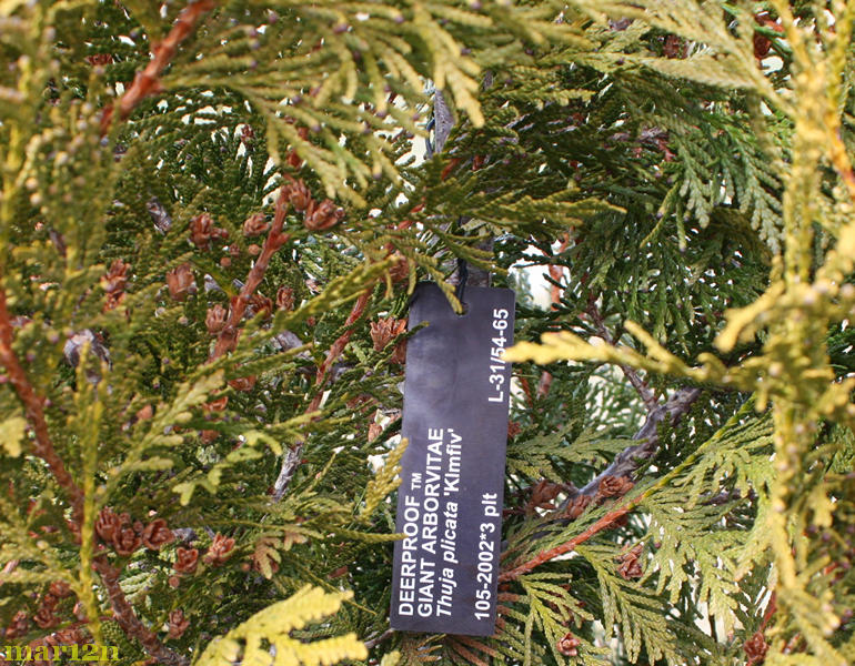 Deerproof Giant Arborvitae Thuja plicata 'Klmfiv' North American Insects & Spiders
