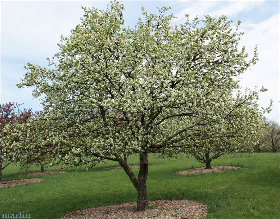 Dolgo Crabapples in bloom