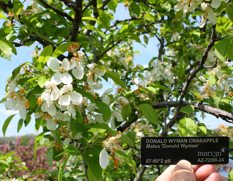 Donald Wyman Crabapple blossoms