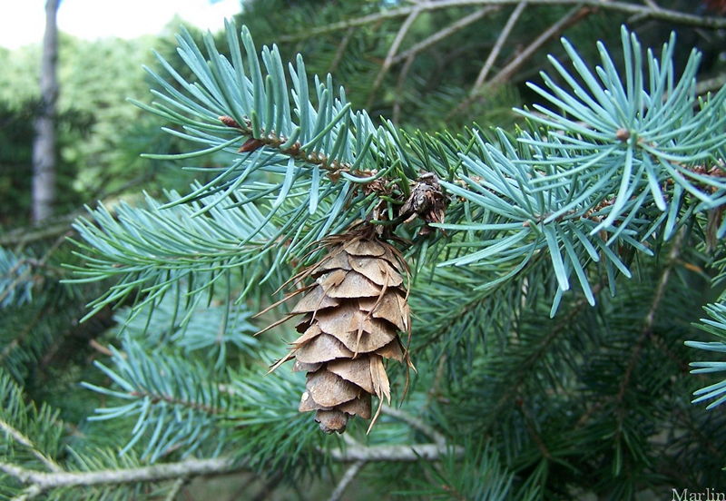 Douglas-Fir cones and foliage