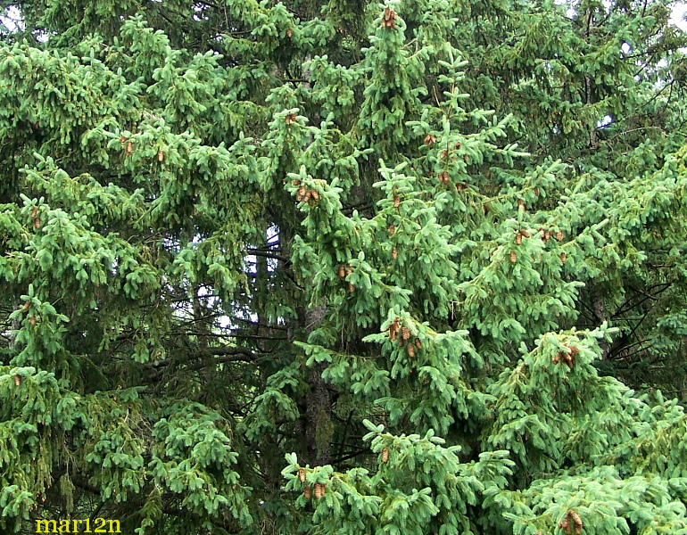 Dragon Spruce - Picea asperata