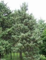 Dragon Spruce