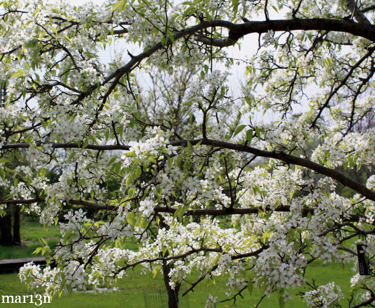 Dusky pear blossoms