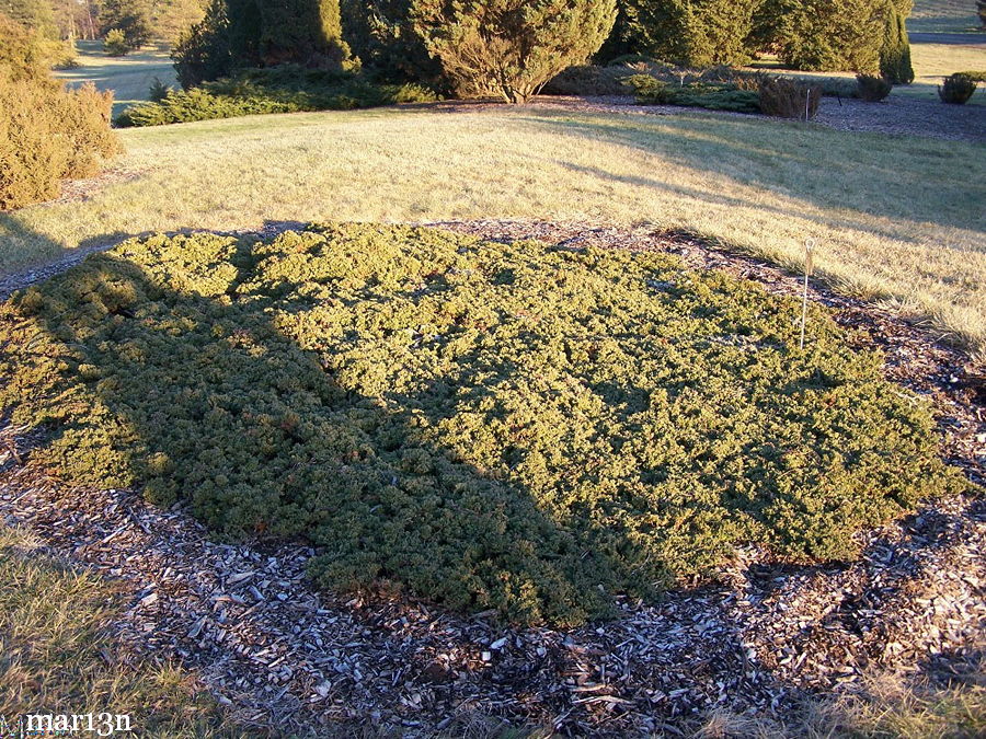 Dwarf Japanese Garden Juniper