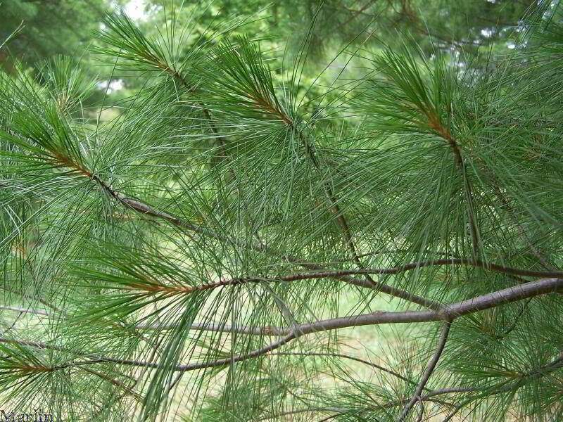 Eastern White Pine Foliage