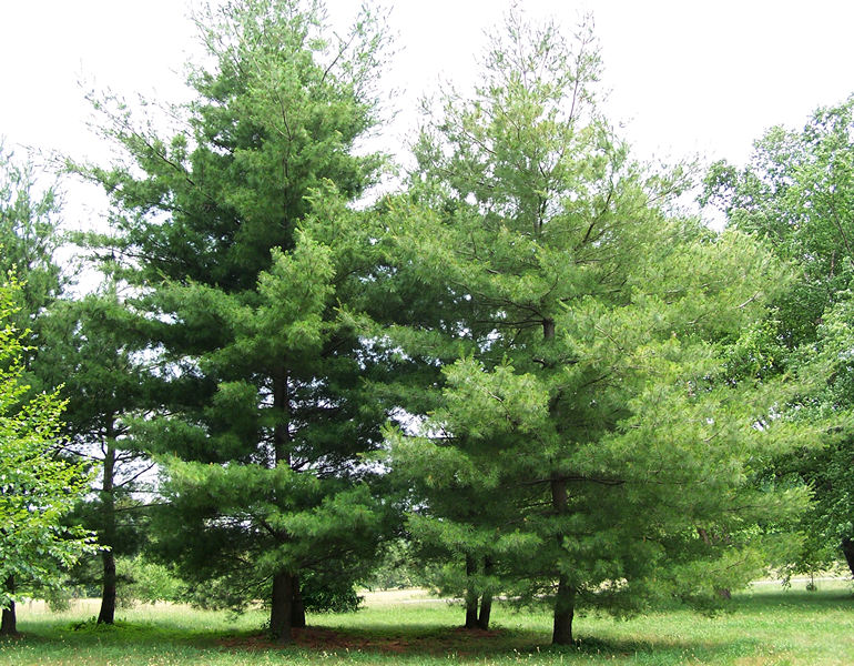 EASTERN WHITE PINE - PINUS STROBUS