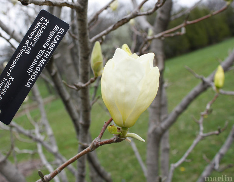 Elizabeth Magnolia Flower