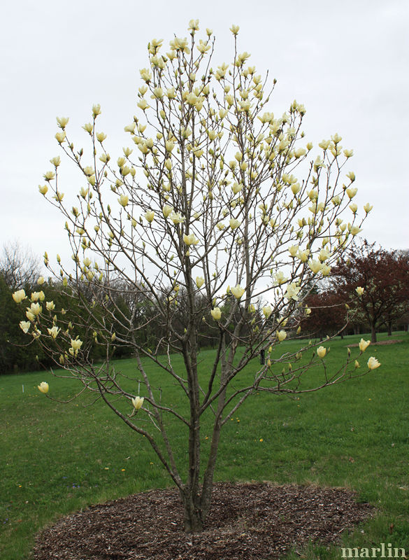 Elizabeth Magnolia Tree