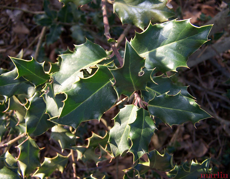 English Holly Foliage