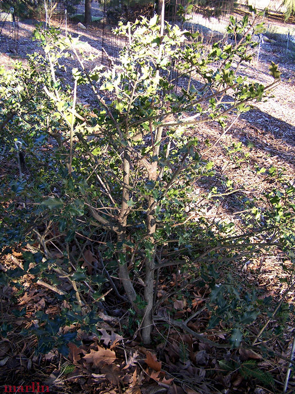 English Holly Bush