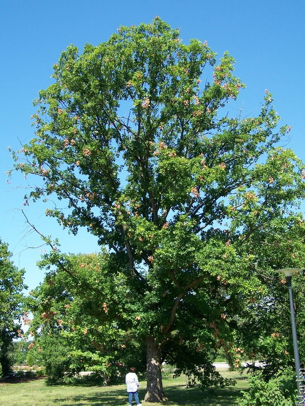 65-foot tall English Oak