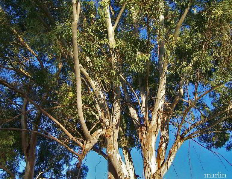 Eucalyptus Tree - Eucalyptus globulus
