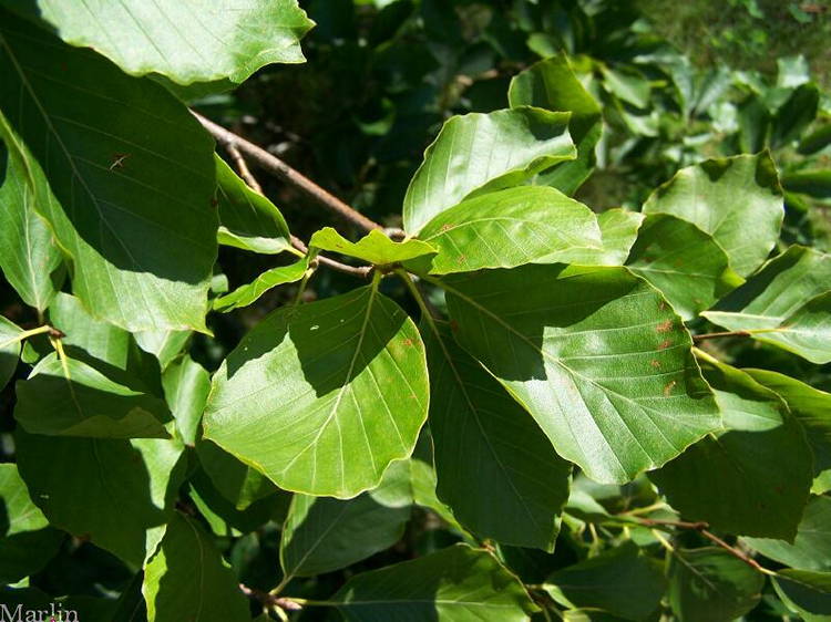 European Beech Foliage