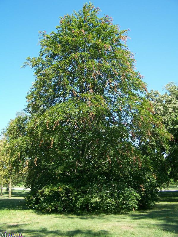 European Beech