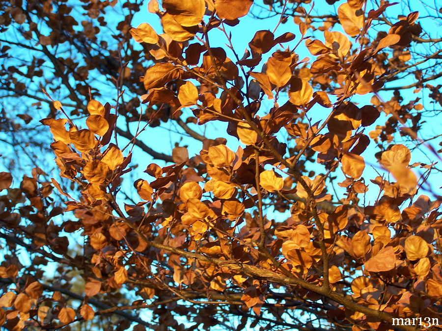 midwinter beech foliage