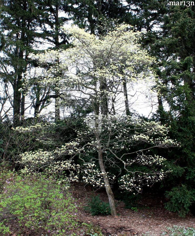 Flowering Dogwood in bloom