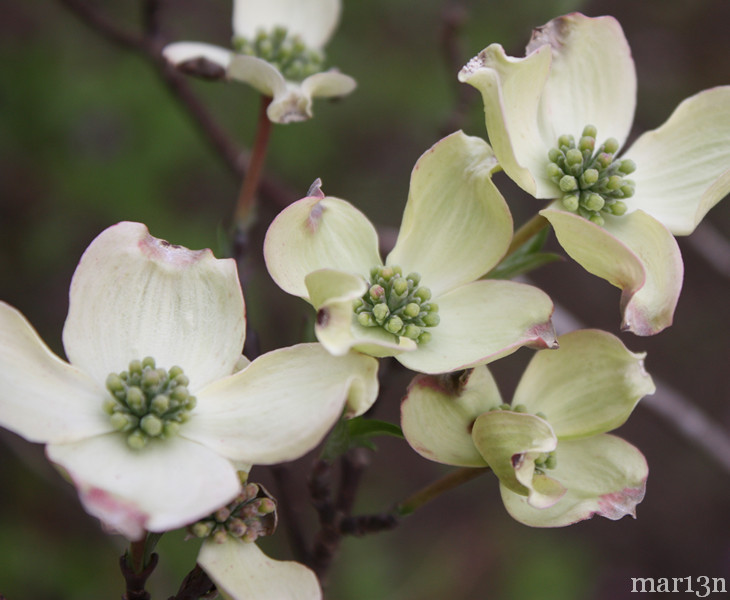 color photo of Flowering Dogwood blossoms
